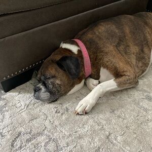 Meet your Posher, Alex